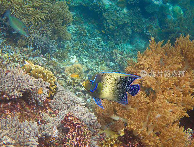 蓝天使鱼(Pomacanthus semi - iratus)游于珊瑚间